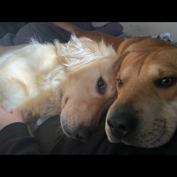 Meet The Posher - Picture 2 of 3